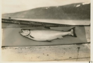 Image of Trout Caught in Peter Force Bay